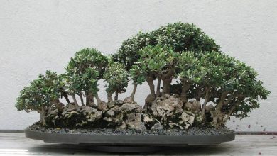 Photo of Oliveira bonsai