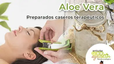Photo of ▷ Medicinais 33 propriedades e usos de Aloe Vera Aloe Vera UO