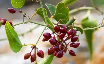 Photo of Salsaparrilha, propriedades e lucro líquido Medicinais fazer Desta uso de plantas medicinais