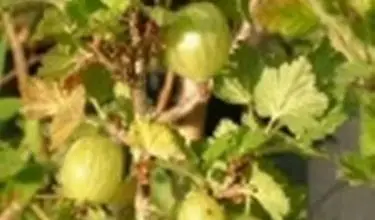 Photo of Uva spina – Ribes grossularia