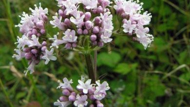 Photo of Valeriana effetti collaterali