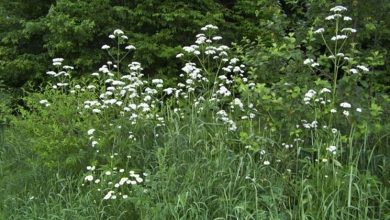 Photo of Valeriana officinalis