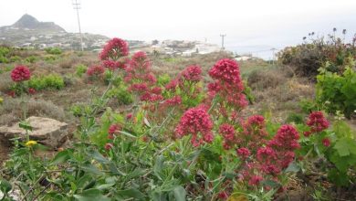 Photo of Valeriana Vermelha
