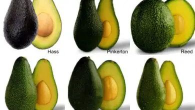 Photo of variedades Abacate: como Mais importantes