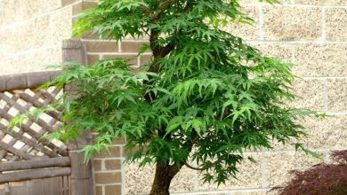 Photo of Potes de bonsai