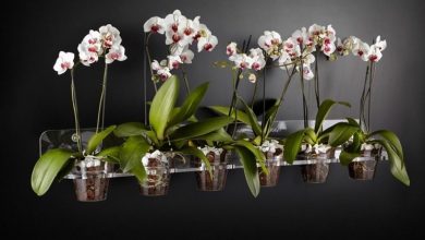 Photo of Potes para orquídeas
