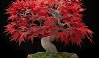 Photo of Pote de bonsai