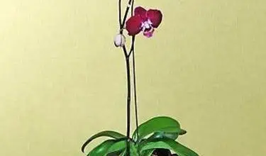Photo of Vaso para orquídea
