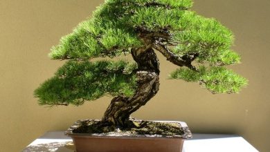 Photo of Venda de bonsai