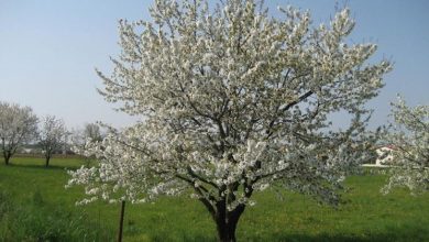 Photo of Fruteiras à venda