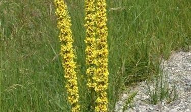 Photo of Verbascum