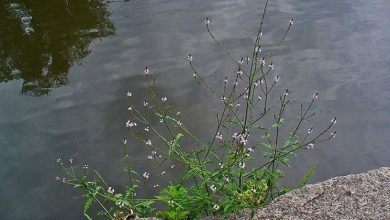 Photo of Verbena officinalis