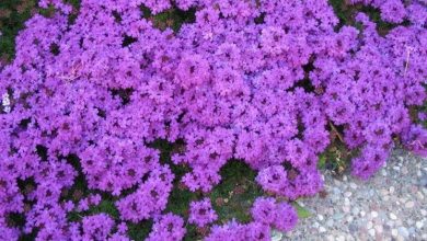 Photo of Verbena