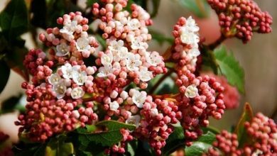 Photo of Viburnum vermelho