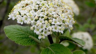 Photo of Viburnum lantana