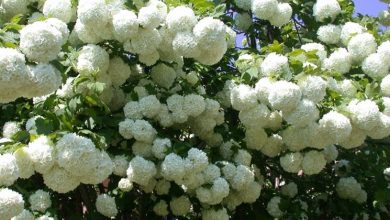 Photo of Viburnum opulus