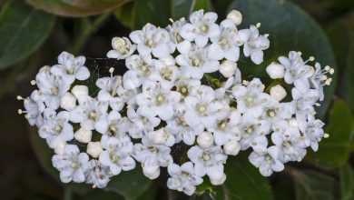 Photo of Viburnum tinus