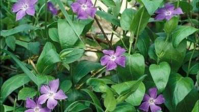 Photo of Vinca major