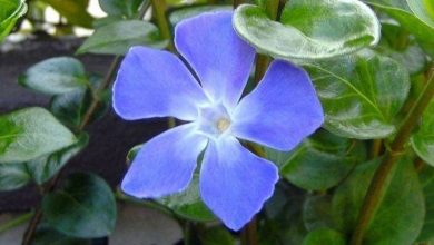 Photo of Vinca menor