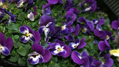 Photo of Flores violetas