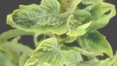 Photo of Vírus que atacam plantas no jardim: Quais são eo que fazer