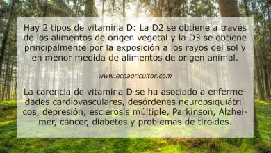Photo of Vitamina D: tipos, alimentos funcoes e Os 20 principais vitamina D com