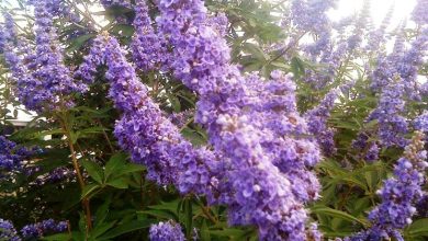 Photo of Vitex agnus castus