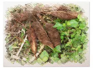 Photo of Doenças e Pragas atacam a mandioca [detectar e combater a-como]