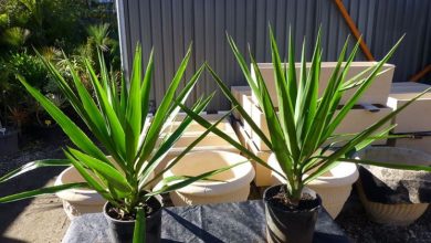 Photo of Yucca elephantipes