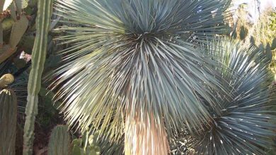 Photo of Yucca rostrata
