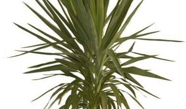 Photo of Yucca