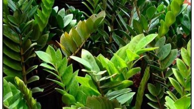 Photo of Cura zamioculcas