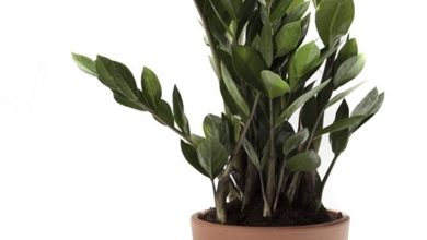 Photo of Folhas amarelas de zamioculcas