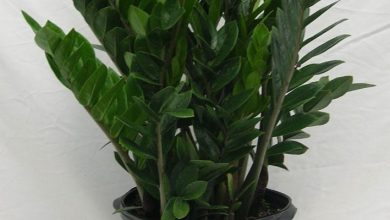 Photo of Zamioculcas