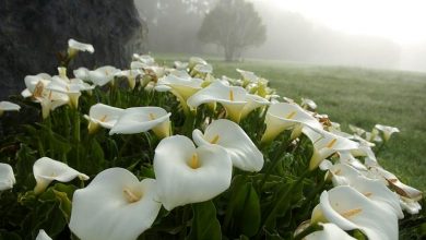 Photo of Zantedeschia Aethiopica