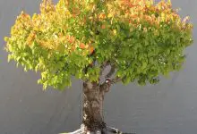 Photo of Zelkova bonsai