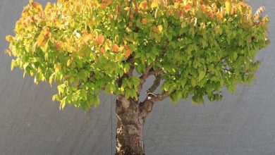 Photo of Zelkova bonsai