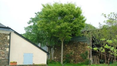 Photo of Zelkova