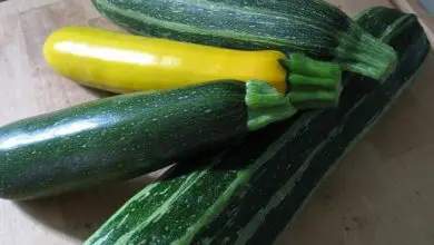 Photo of Zucchini amarelo