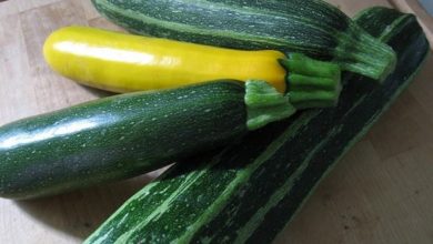 Photo of Zucchini amarelo