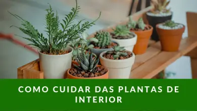 Photo of 5 dicas básicas para cuidar de suas plantas de interior