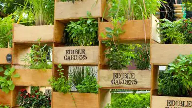 Photo of 5 dicas para montar uma horta urbana no seu terraço