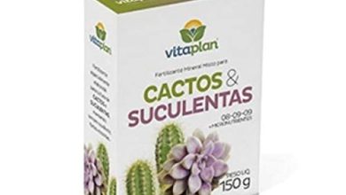 Photo of 5 fertilizantes que vão deixar suas orquídeas como uma moto