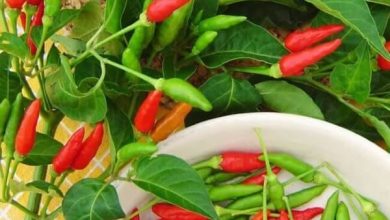 Photo of 5 truques essenciais para cultivar pimenta serrano
