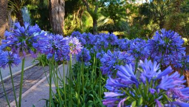 Photo of 7 dicas para cultivar agapanthus