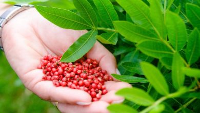 Photo of 7 dicas para cultivar aroeira em seu jardim