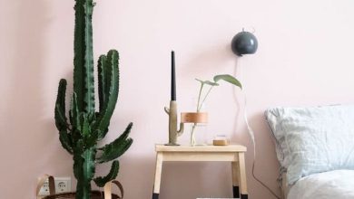 Photo of 8 cactos internos para decorar sua casa