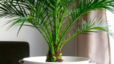 Photo of 8 tipos de palmeiras internas para sua casa