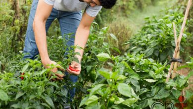 Photo of 9 dicas técnicas sobre cultivo de pimenta