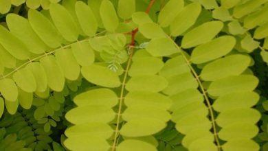 Photo of A espetacular Robinia pseudoacacia (falsa acácia)